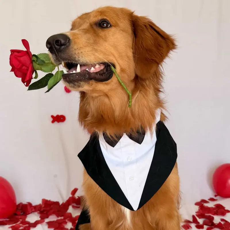 Kuoser Formal Tuxedo Set for Medium-Large Dogs - 2-Piece with Bandana, Bow Tie, Hook-and-Loop Closure, and Decorative Buttons, Ideal for Weddings and All Seasons (2XL, Golden Retriever, Samoyed, Bulldog)